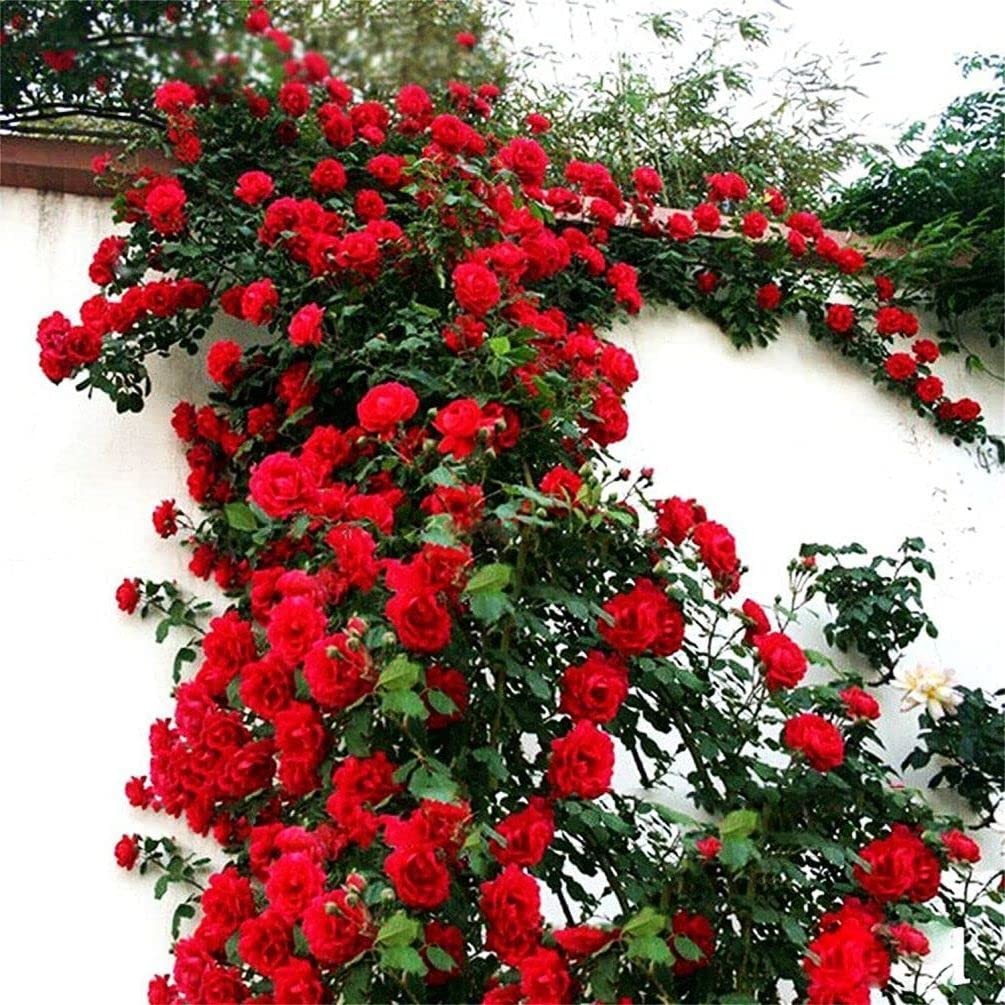 100Pcs Mix Climbing Rose Rosa Bush Vine Climber Fragrant Butterfly Flower Seeds