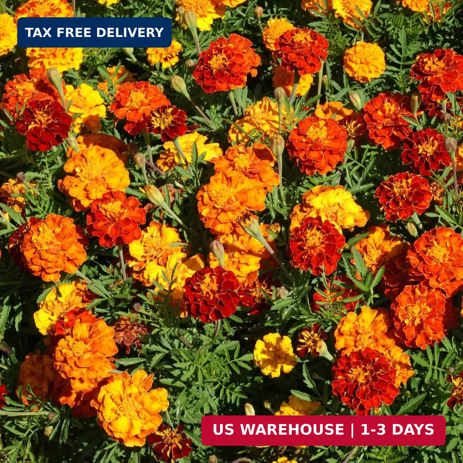 Outsidepride French Marigold Seeds Mix – 1000 Pcs Annual, Compact, Heat & Drough