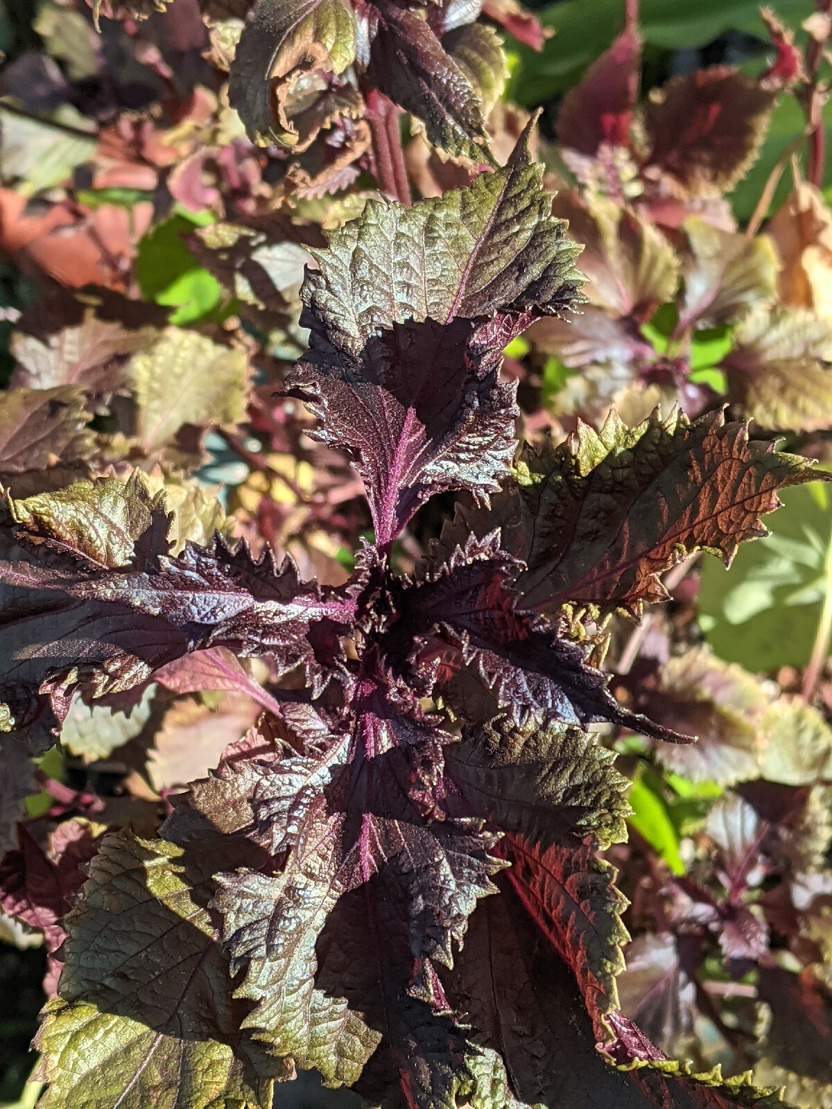 Purple Basil Perilla (100+ Seeds) Shiso Red Mint – 2023 Harvest Grown In The USA