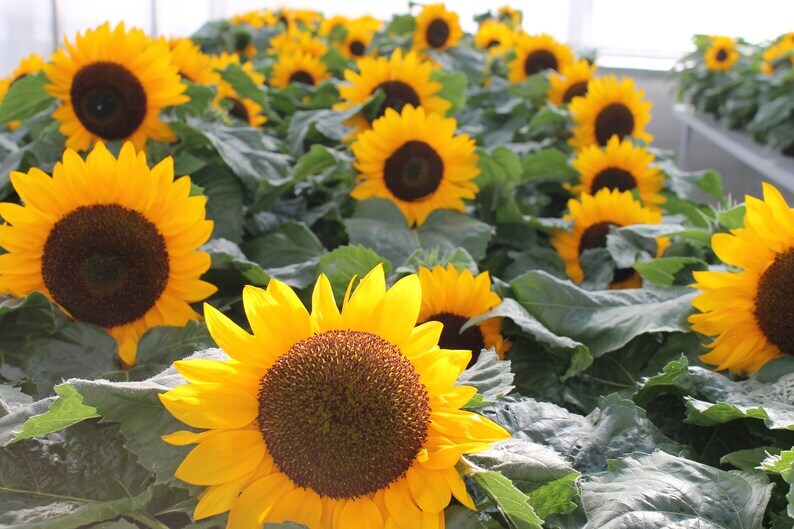 Sunflower Seeds – Dwarf Yellow Sunspot, Heirloom, Free Shipping