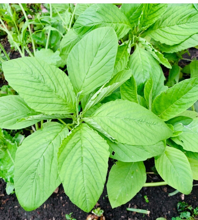 2000+ Green Amaranth Seeds Chinese Spinach Green Edible Vegetable USA