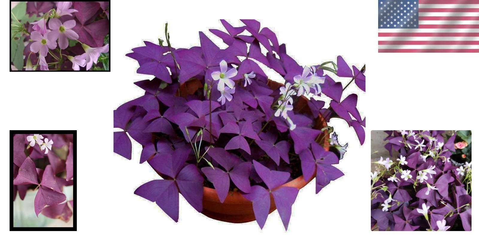 12PCS Purple Shamrocks Bulbs Good Luck Plant Purple Oxalis Bulbs for Planting…