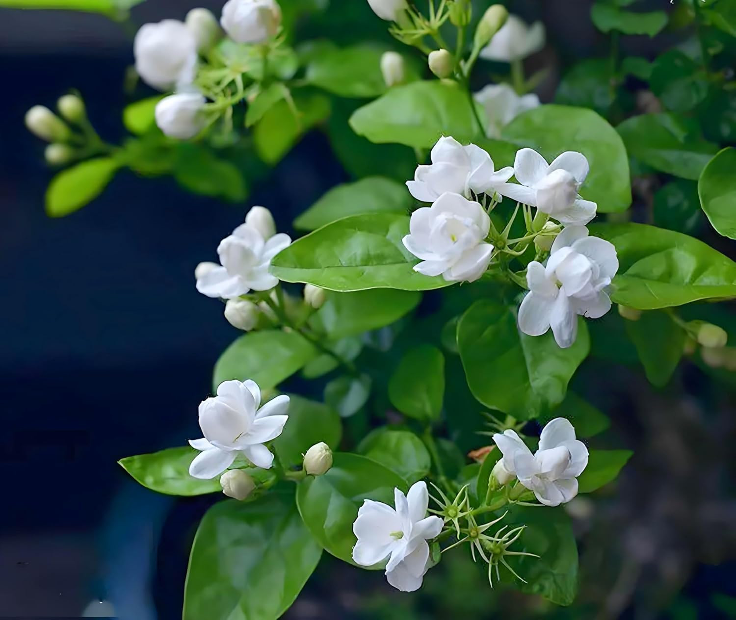 50 Pcs Jasmin Seeds for Planting Fragrant Flower Home Jasmin1