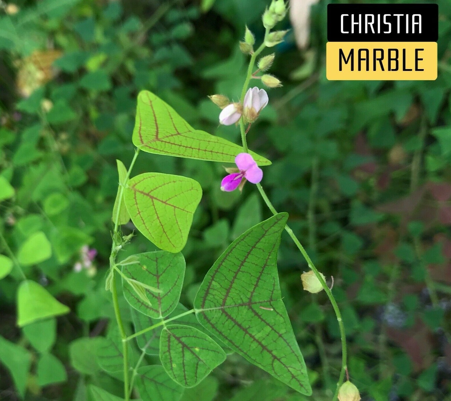 Organic Christia MARBLE – Swallowtail – Butterfly Wing Plant seeds – Obcordata
