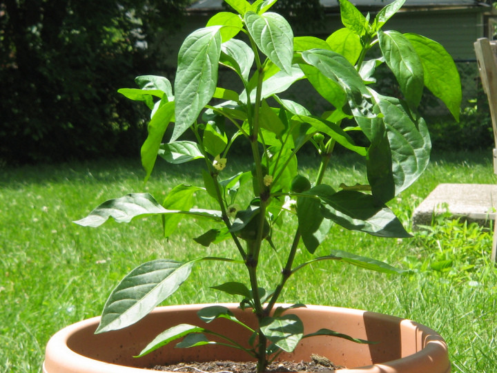 101+Hot Red CHERRY PEPPER Seeds Organic Vegetable Garden Patio Container Easy