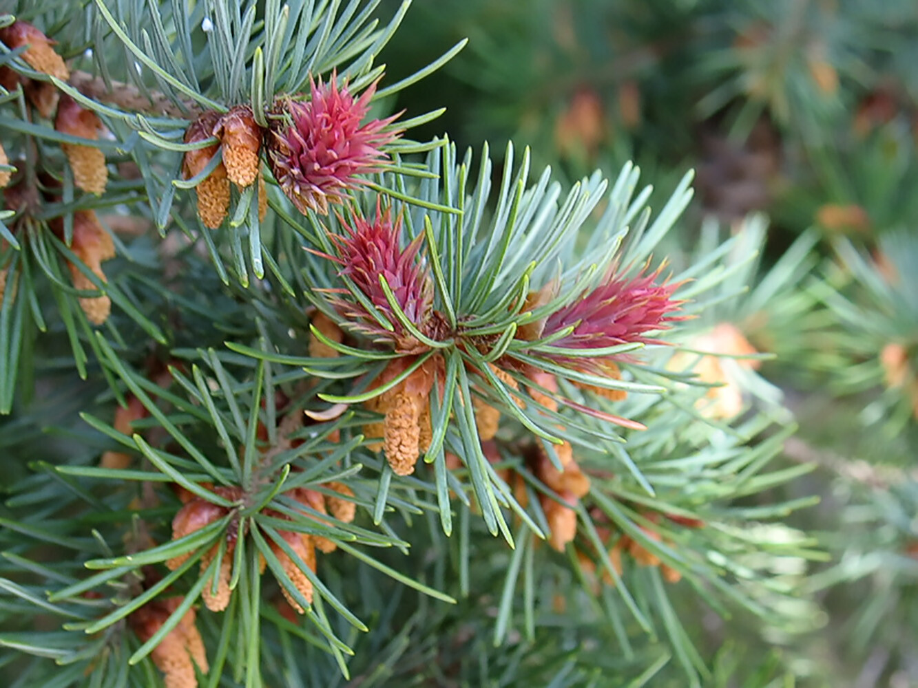 Blue Douglas Fir, Pseudotsuga menziesii glauca, Tree Seeds