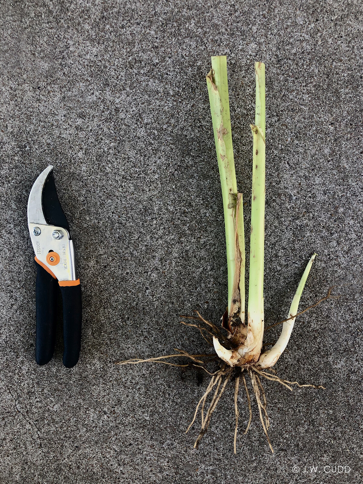Stromanthe Tricolor Ginger Rhizome, Live Plant, Pink, White & Lush Green Leaves