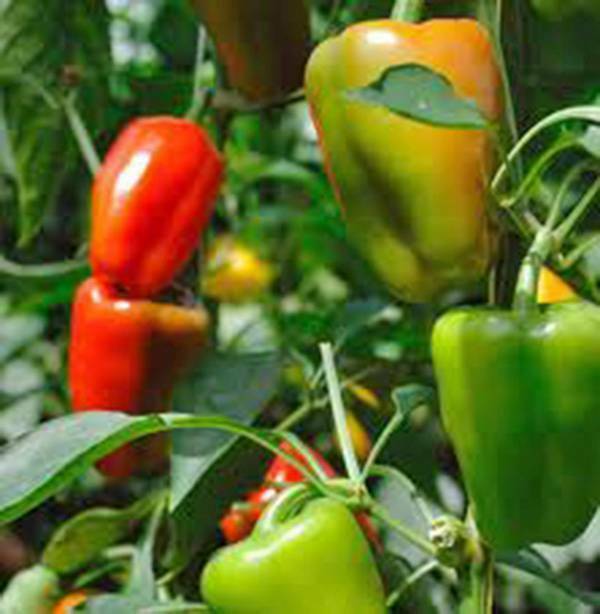BELL PEPPER SEED, CALIFORNIA WONDER, HEIRLOOM, 20+ SEEDS, LARGE FRUIT
