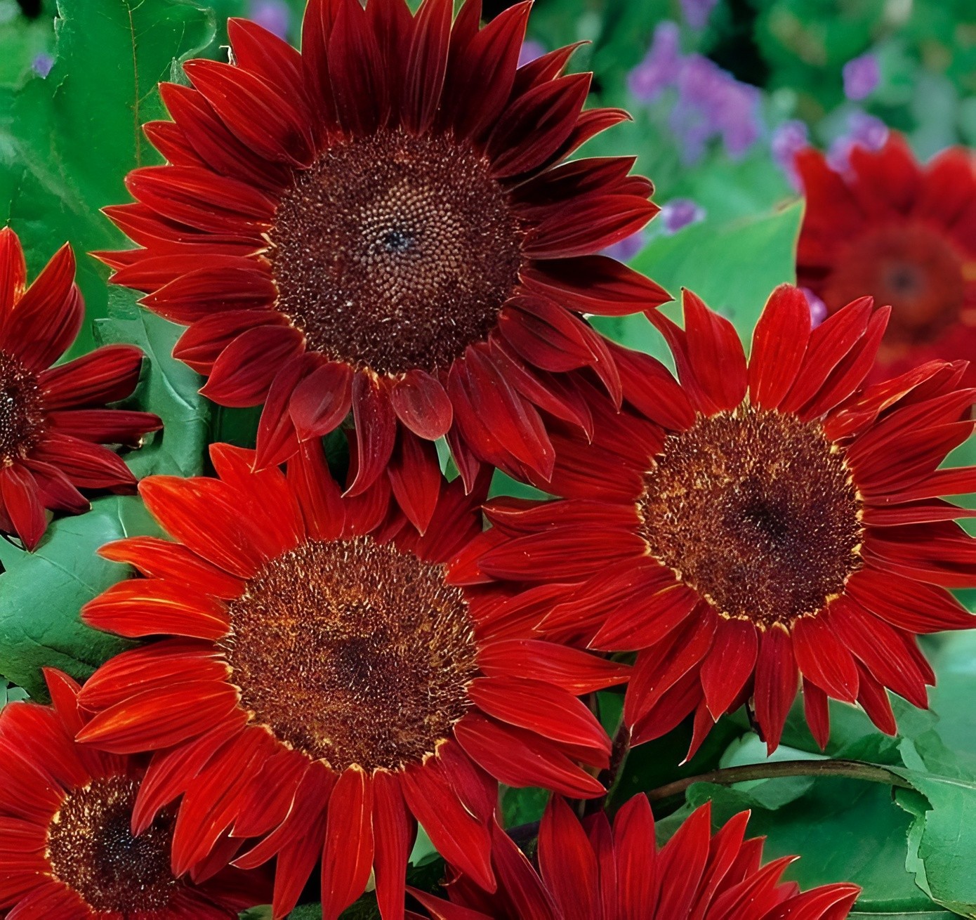 40 Red Sun Sunflower Seeds – Deep Red to Scarlet Red Blooms – Stunning Reds