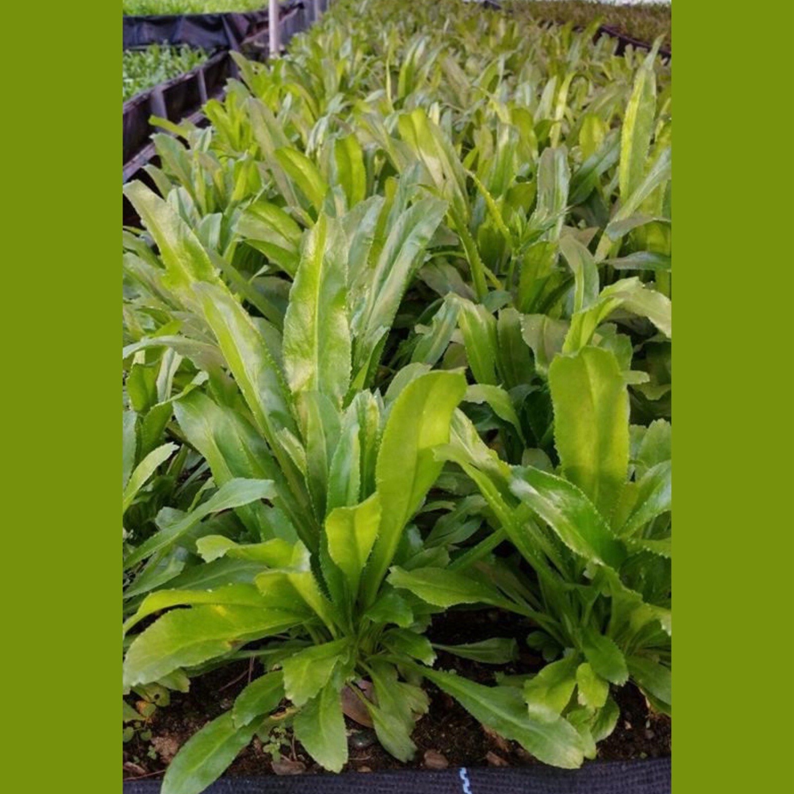 200+ CULANTRO SEEDS Recao Long Leaf Coriander Eryngium Foetidum CILANTRO ANCHO