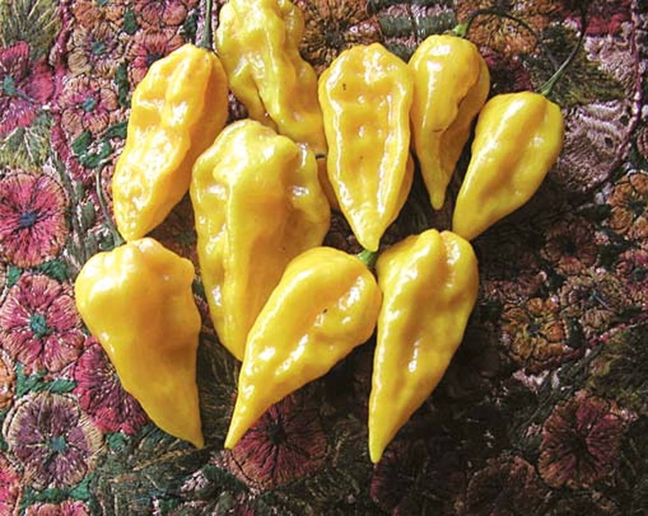 Firestarter Blend Habanero Pepper Blend 10 Seeds Free Shipping!