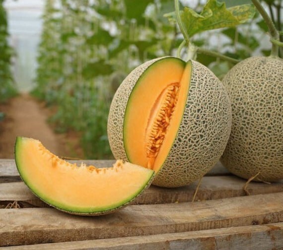 30 RARE Organic Sugar Kiss Cantaloupe Melon Seeds / Sweet / Florida Grown