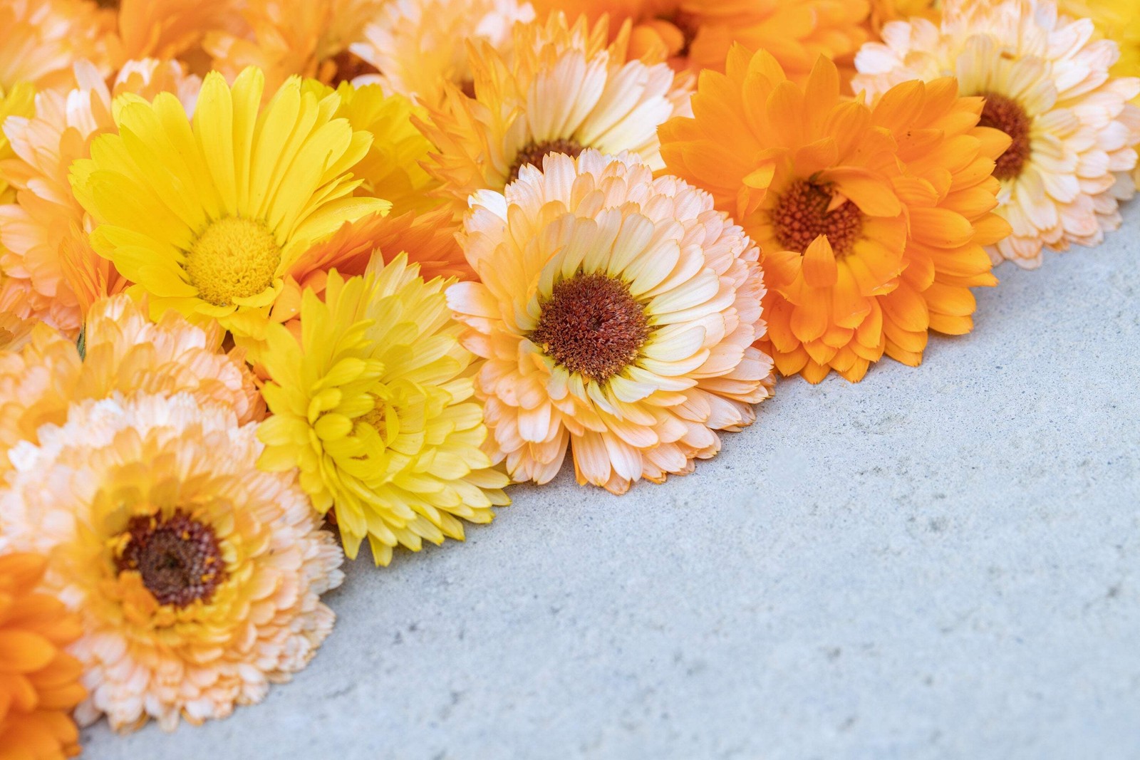 20 ZEOLIGHTS CALENDULA Officinalis MARIGOLD Flower Seeds Coral Peach Pink CombSH