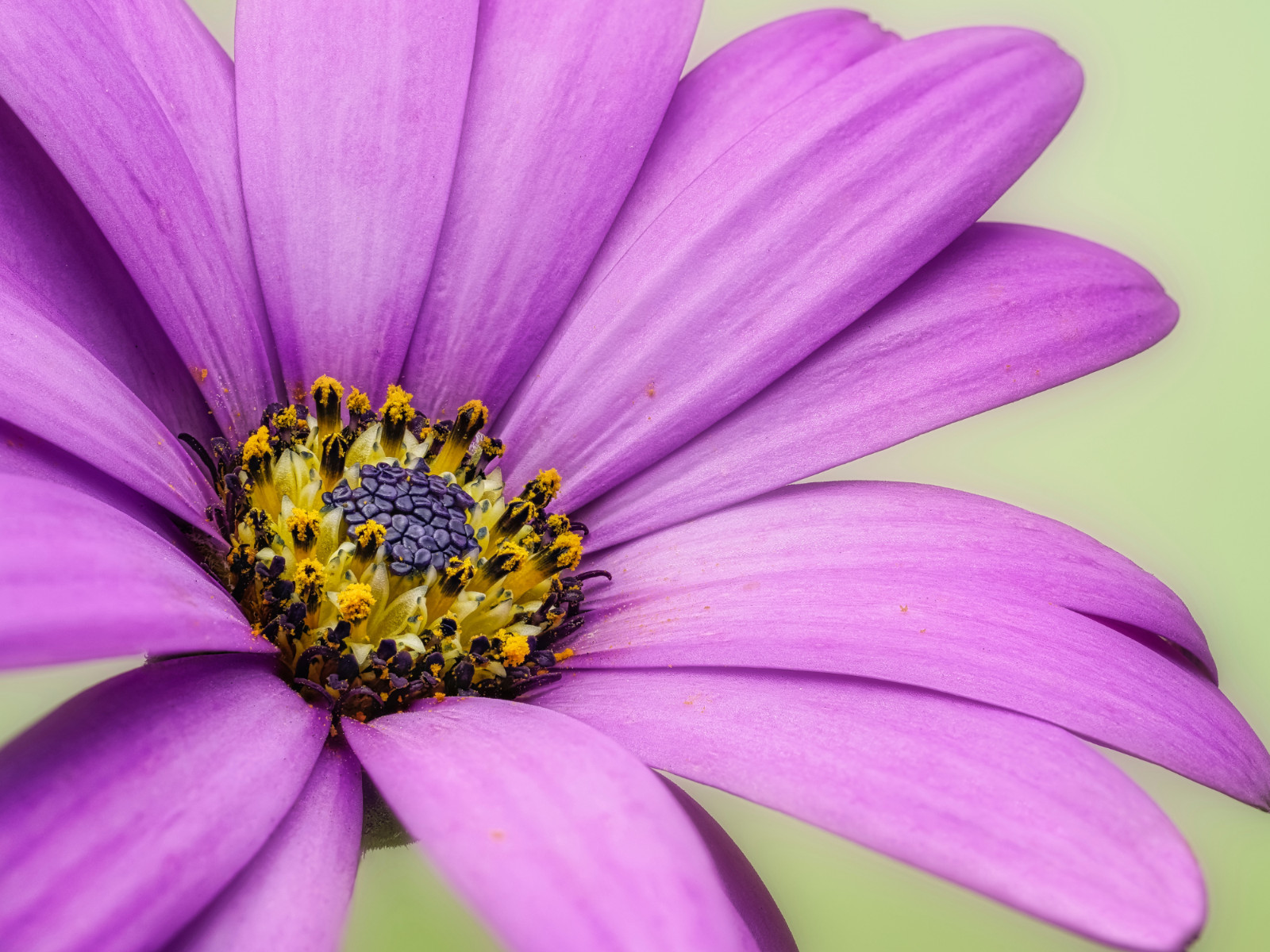 100 Seeds| Swan River Daisy Mix Seeds #N014