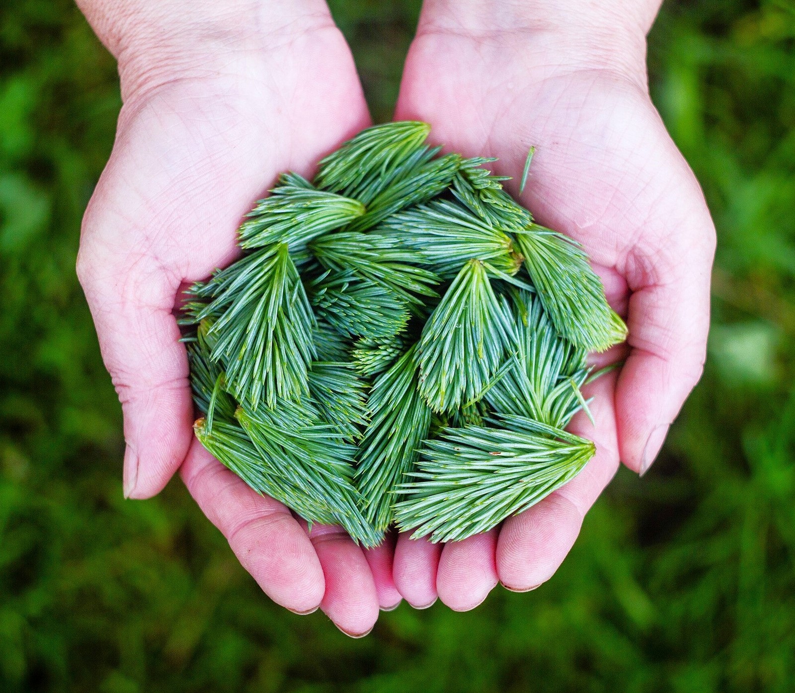 Colorado Blue Spruce Tree Seeds – For 2026 Planting Cold-Hardy Green Evergreen