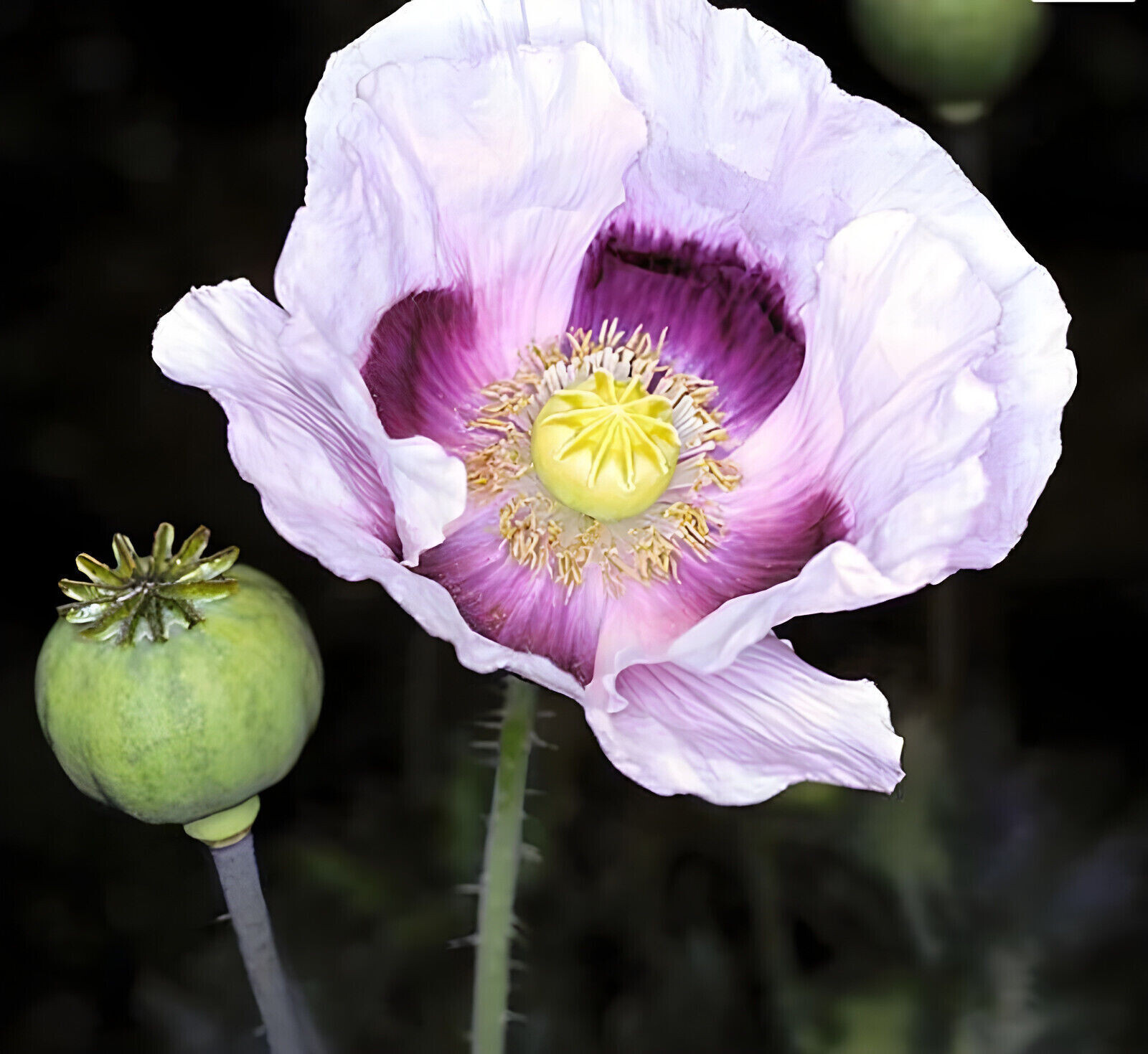 1,000 Seeds – Ultimate Mixed Poppy Seed – P. Somniferum – 10 Beautiful Varieties