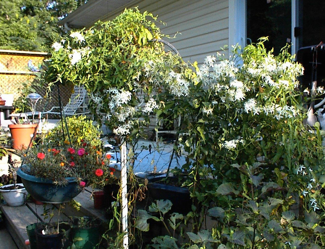 White Star Sweet Smelling Carolina Jasmine Vine Over 100 + Seeds USA Seller