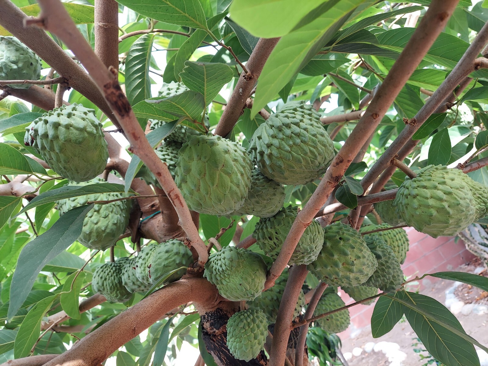 Organic Australia Cherimoya 60 Seeds.