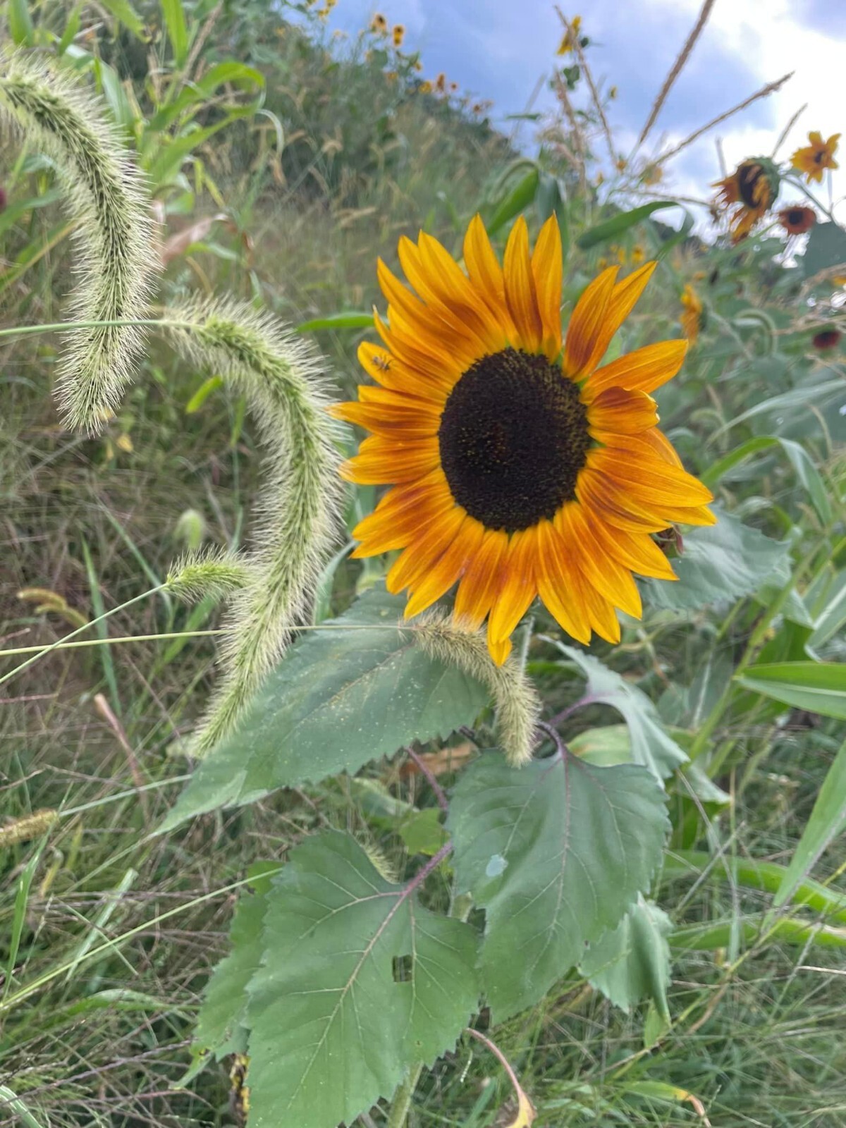 100+ Organic Heirloom Sunflower Seeds For Planting Multiple Colors Free Shipping