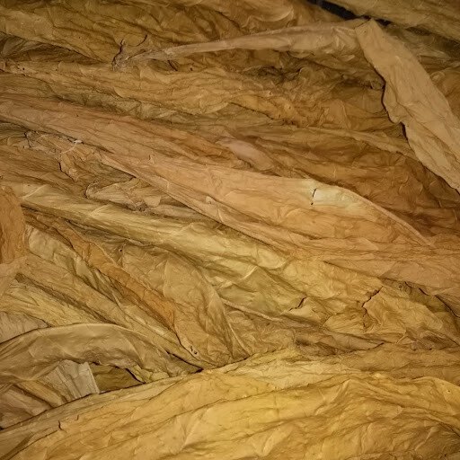 VERY RARE TRABZON TURKISH AROMATIC TOBACCO 1000 SEEDS INSTRUCTIONS INC 2022 CROP