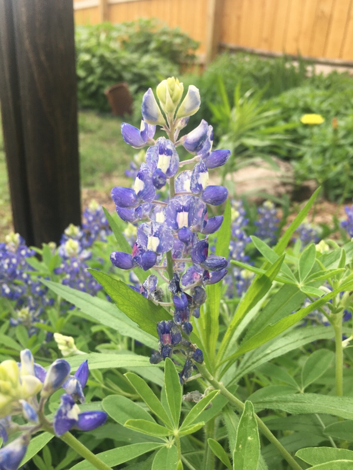 Texas Bluebonnet- Lupinnis- 150 seeds