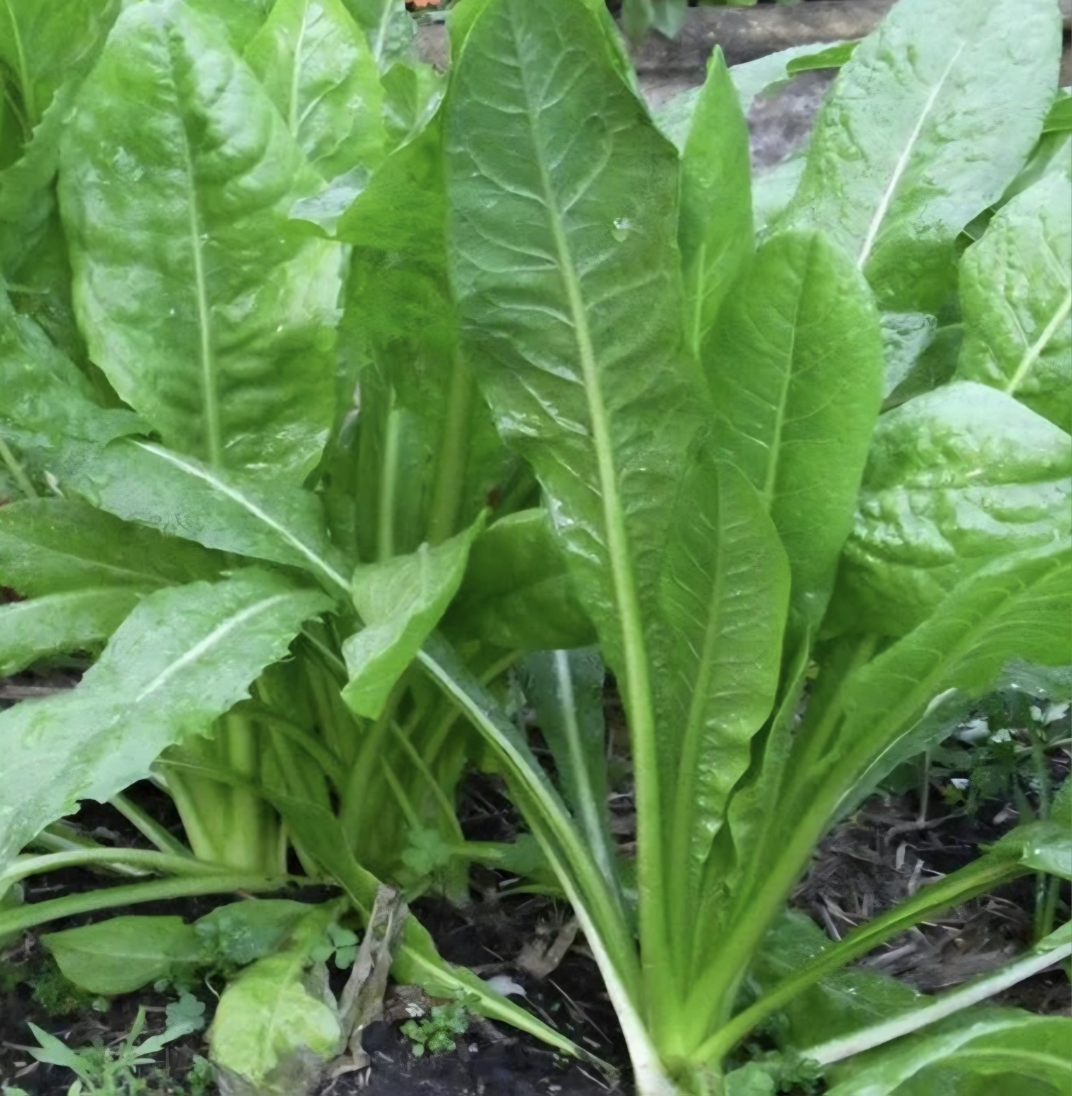 Chicory Seeds (cichorium intybus)