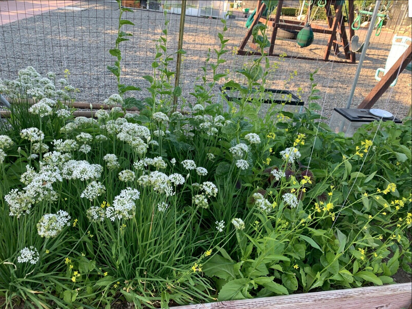 White Water ,Buffalo Spinach,CHIVES, Seeds(Rau Muống,Hẹ ,Rau Ngổ not Ngò Ôm)