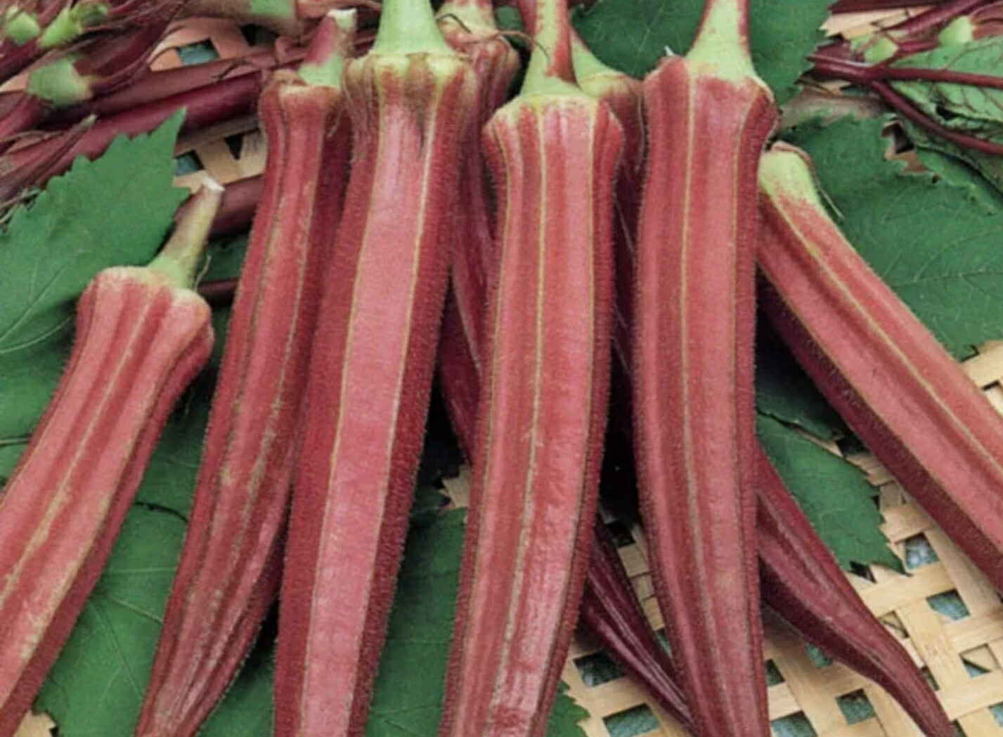 100+ Red Burgundy Okra Seeds (Abelmoschus Esculentus)