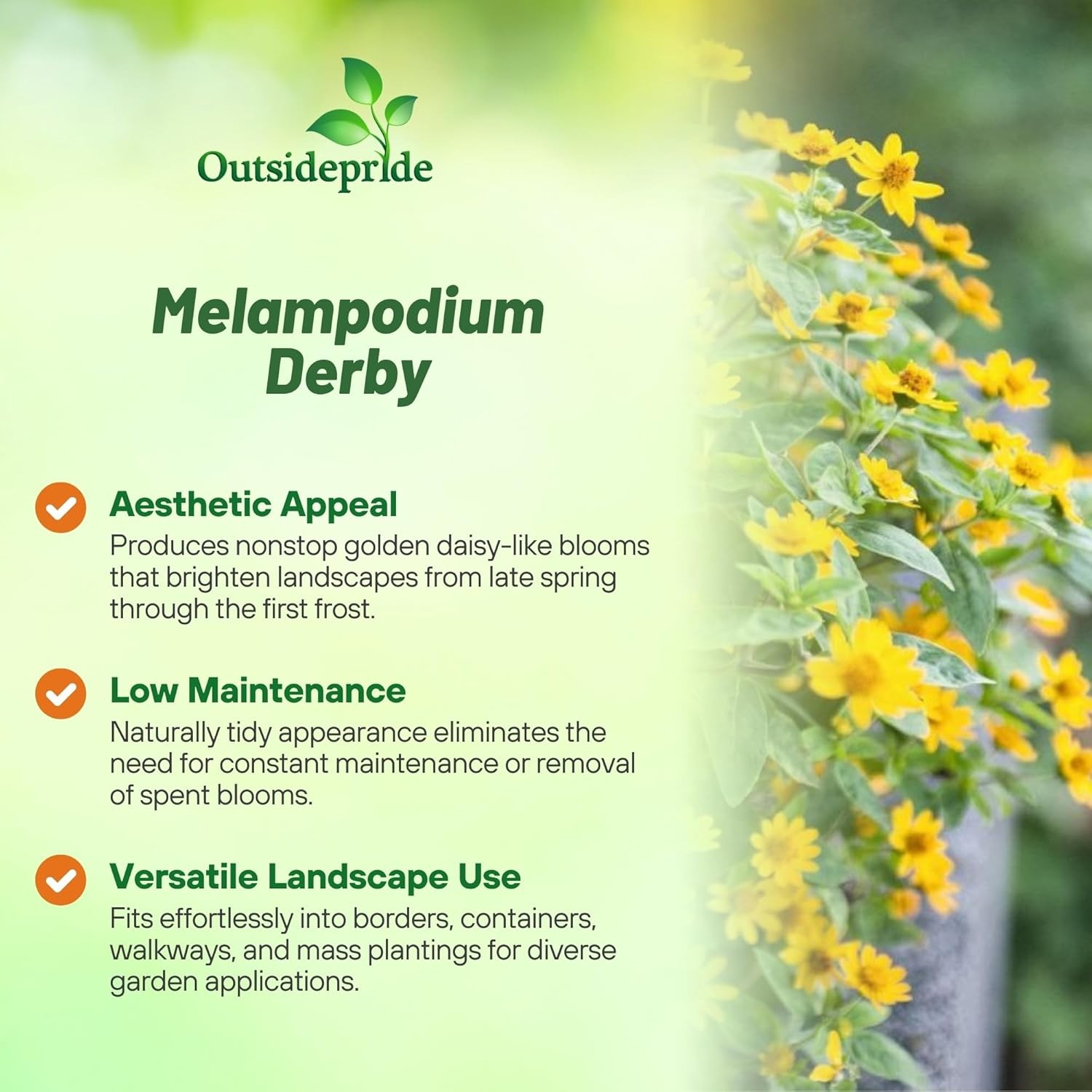 200 Seeds Melampodium Derby Seeds – Butter Daisy Melampodium Paludosum
