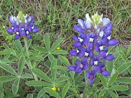 45 SEEDS – buy any 15=FREE SHIPPING – TEXAS BLUEBONNET – TX state flower