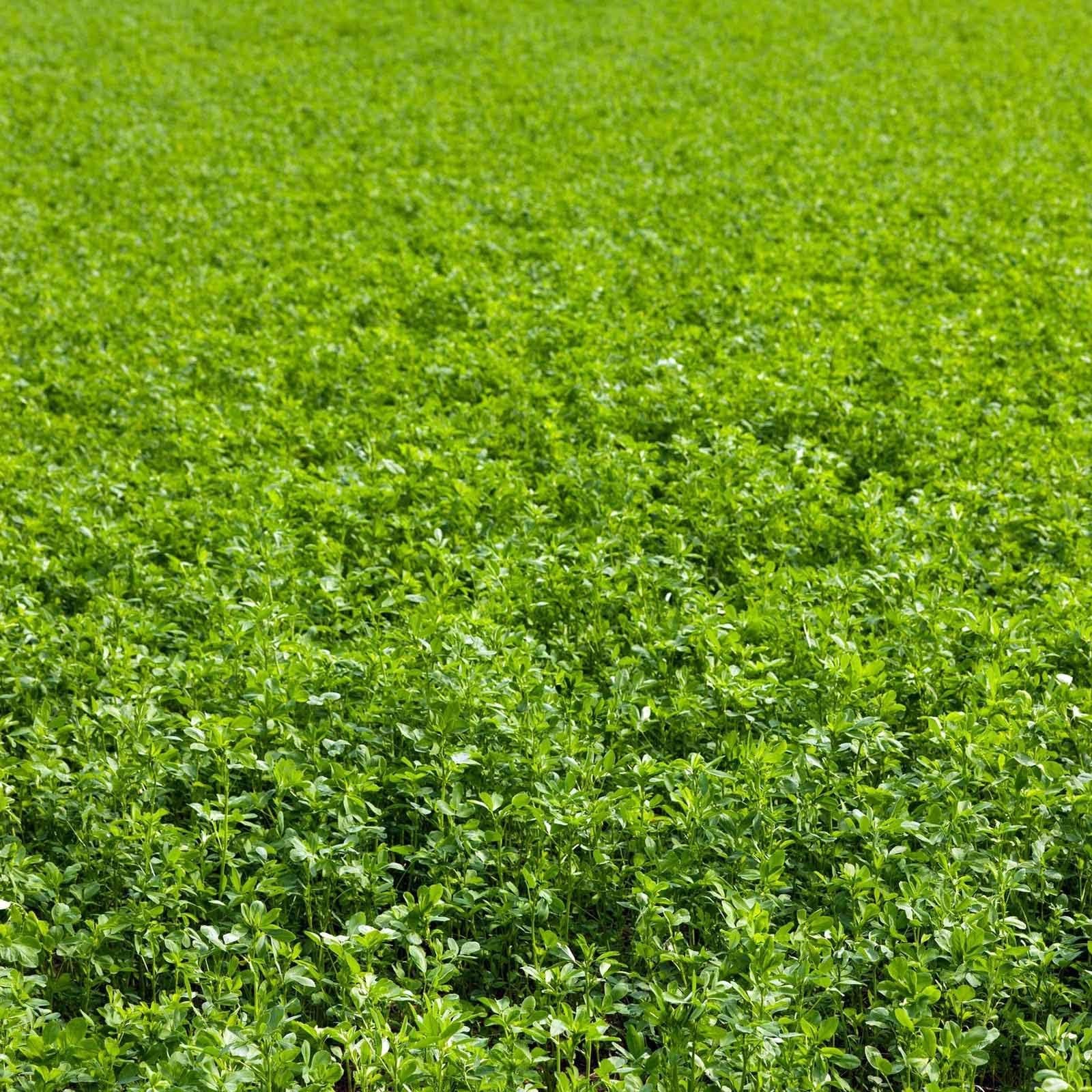 NonGMO Alfalfa Seeds 1 lb High Germination for Gardening & Cover Crops