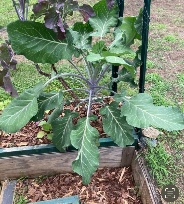 COLLARD GREEN (AFRICAN TREE COLLARD HYBRID-LONGHEAD)GIANT-6 FOOT PLANTS-50 SEEDS
