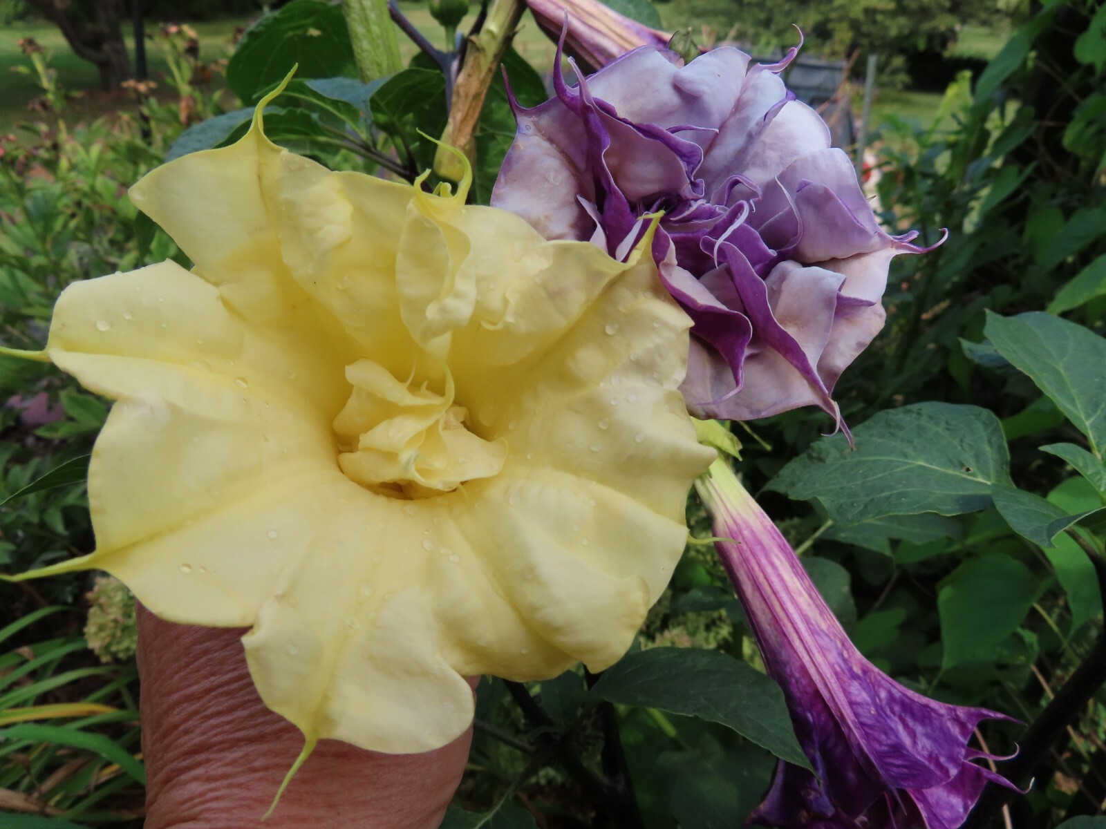 Double Purple & Yellow Angel Trumpet Mix Datura/ Brugmansia Fragrant – seeds 15