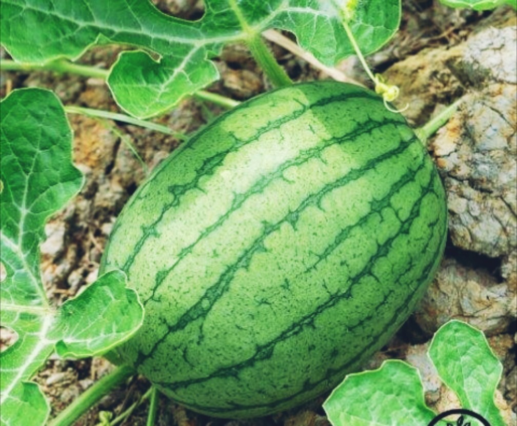 Florida Giant watermelon seeds | 15 seeds | 30-40 LB| NON-GMO |