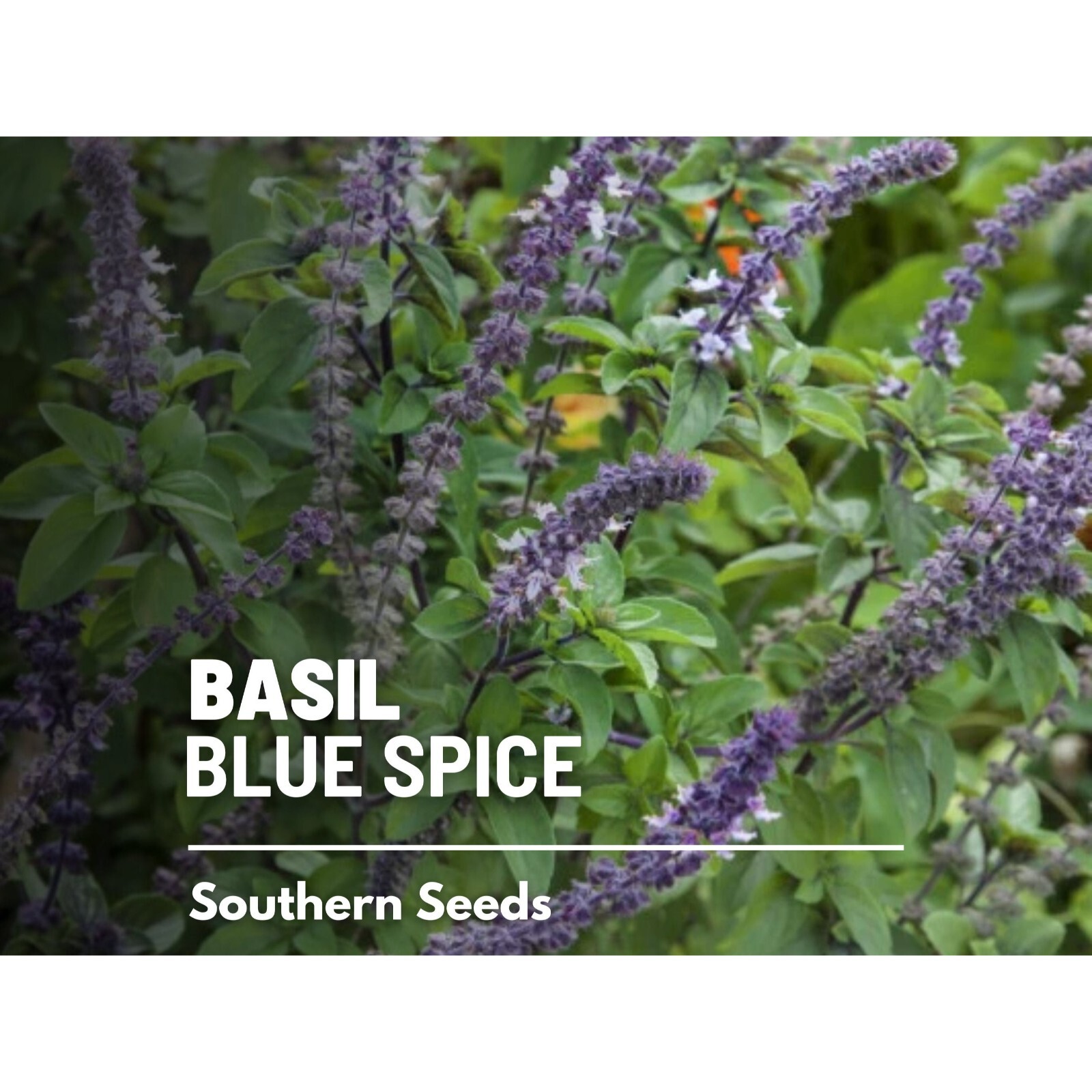 Basil, Blue Spice – 100 Seeds, Heirloom Herb (Ocimum basilicum)