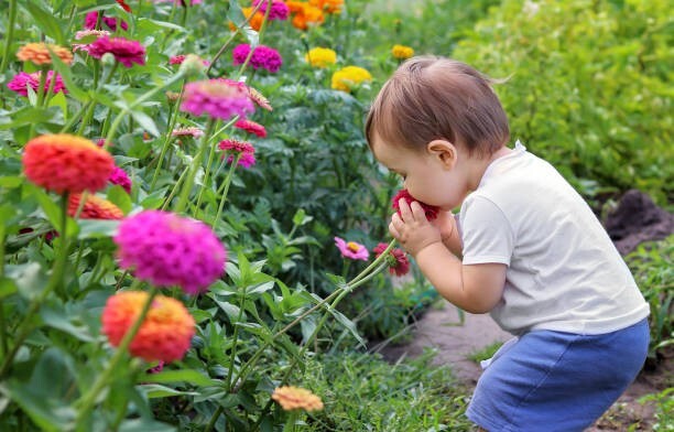 100 CALIFORNIA GIANTS ZINNIA SEED MIX |2026 SALE FREE SHIPPING NON GMO HEIRLOOM