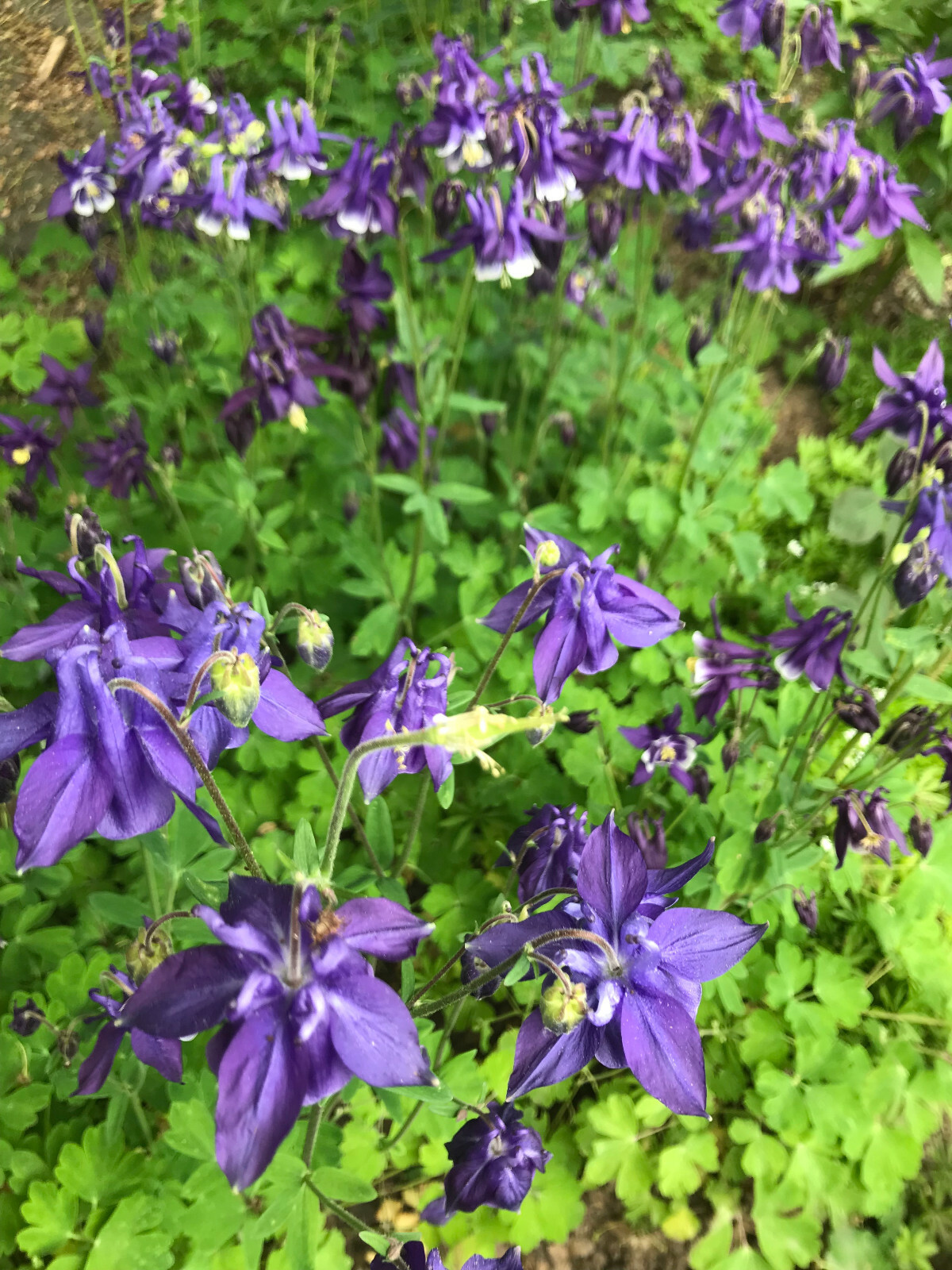 1 lb of Seeds Aquilegia Vulgaris Purple Blue Crimson Black Columbines 2021 Bulk