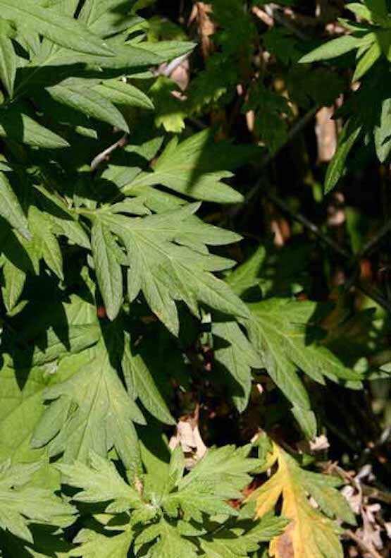 Mugwort Seeds – Artemisia_vulgaris – Medicinal Herb Seeds FREE SHIPPING! USA