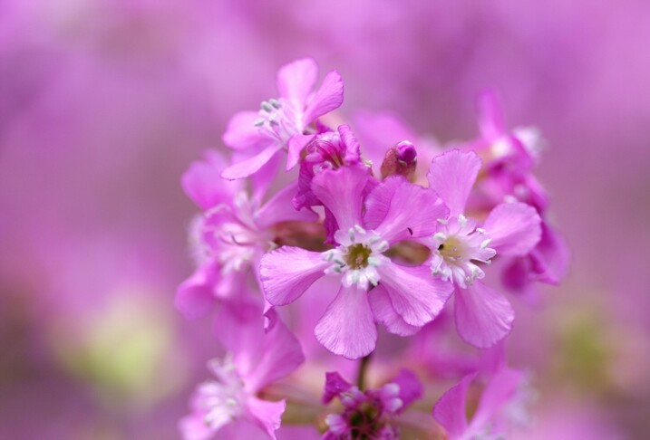 Lychnis viscaria – Sticky Catchfly seed