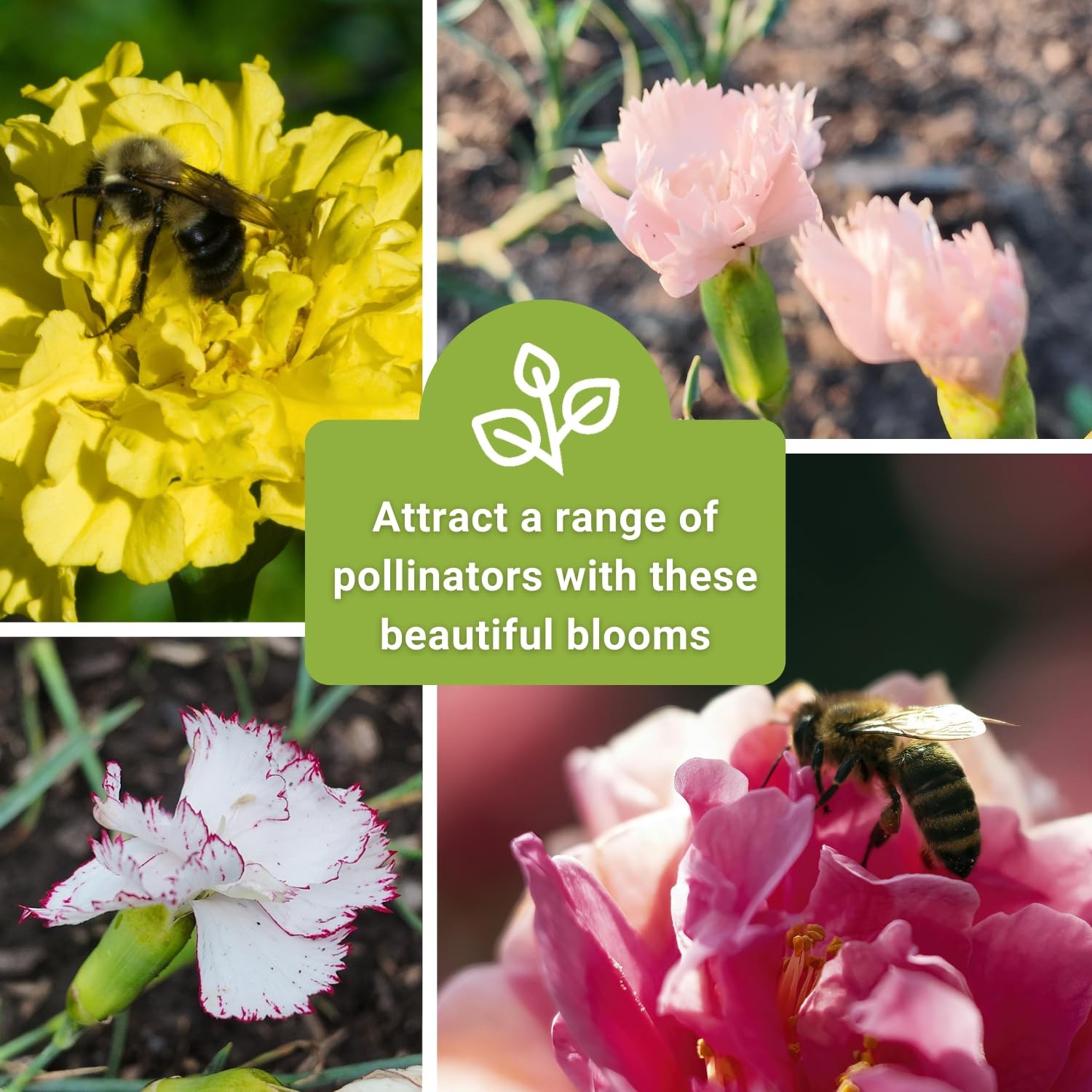 – Chabaud Mix Carnation Seeds for Planting – Non-GMO Heirloom Dianthus Variet…