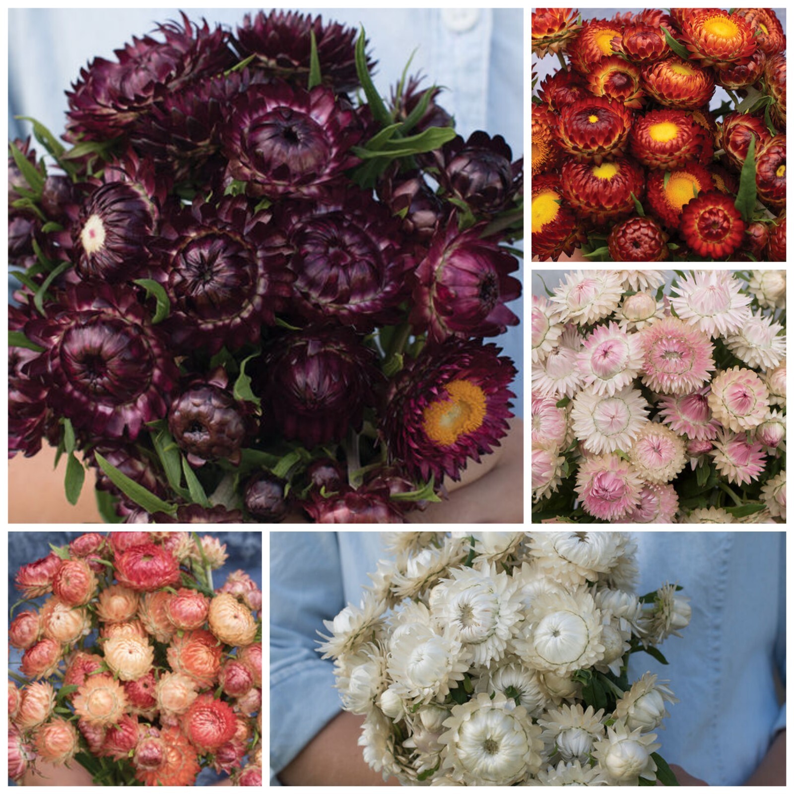 Strawflower Variety: 5 Individual Packs of 100+ Seeds