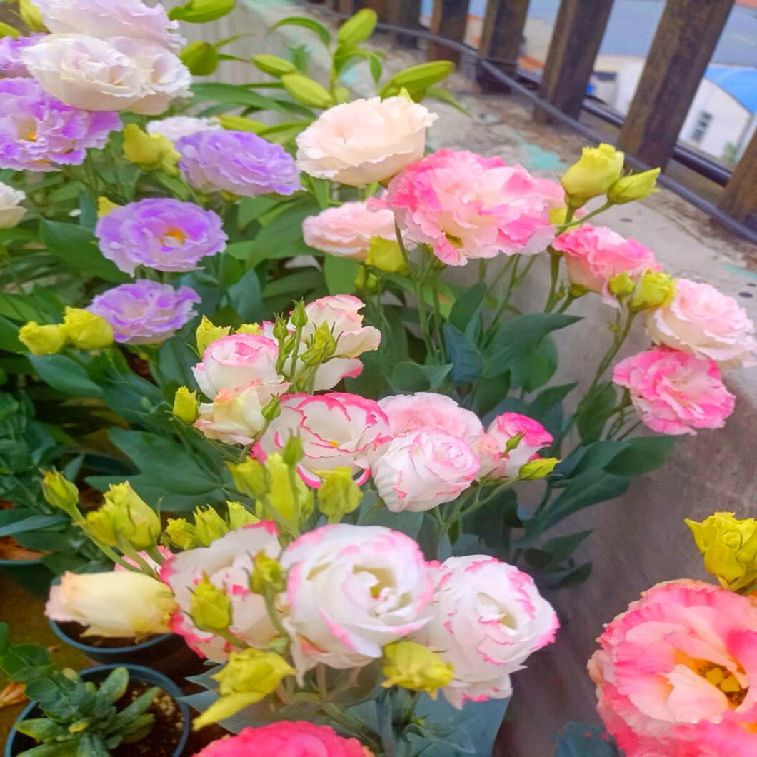 25pc LISIANTHUS SEEDS Garden Plant Flower bed exotic USA seller FREE shipping