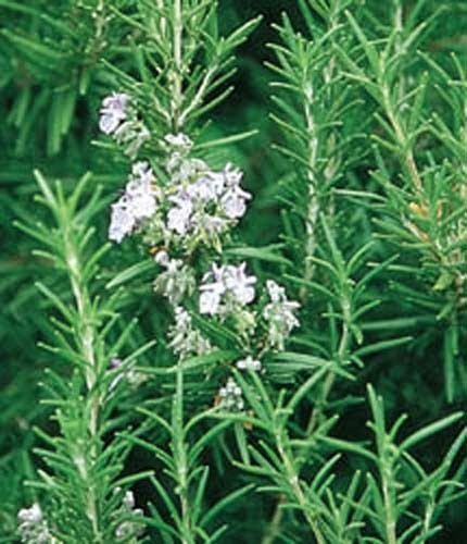 Rosemary Great Garden Herb By Seed Kingdom 200 Seeds