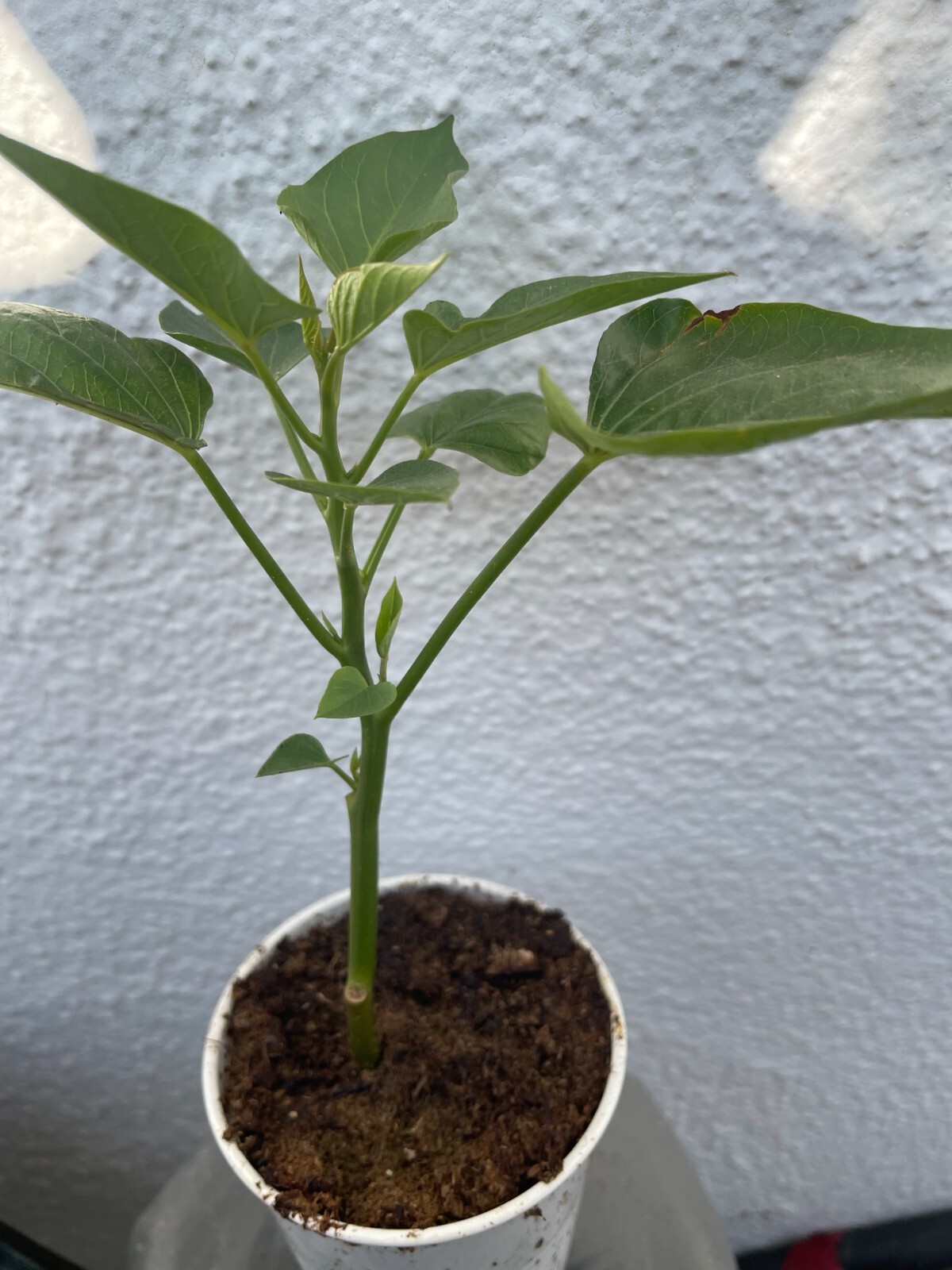 20 Edible Sweet Potato Plant Vine, Beauregard Sweet Potato slip Cuttings