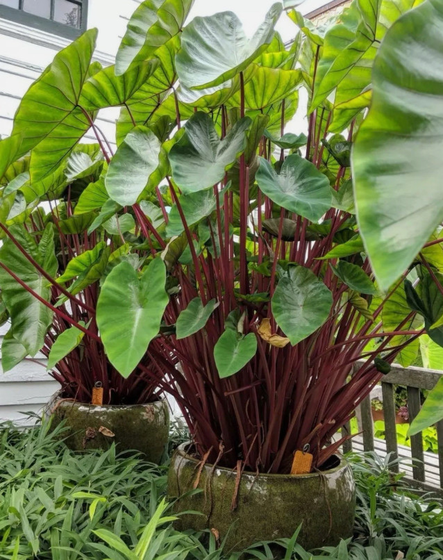 Hawaiian Punch Colocasia Plant – 4-9″ Tall – Colorful Elephant Ear – Zones 8–11