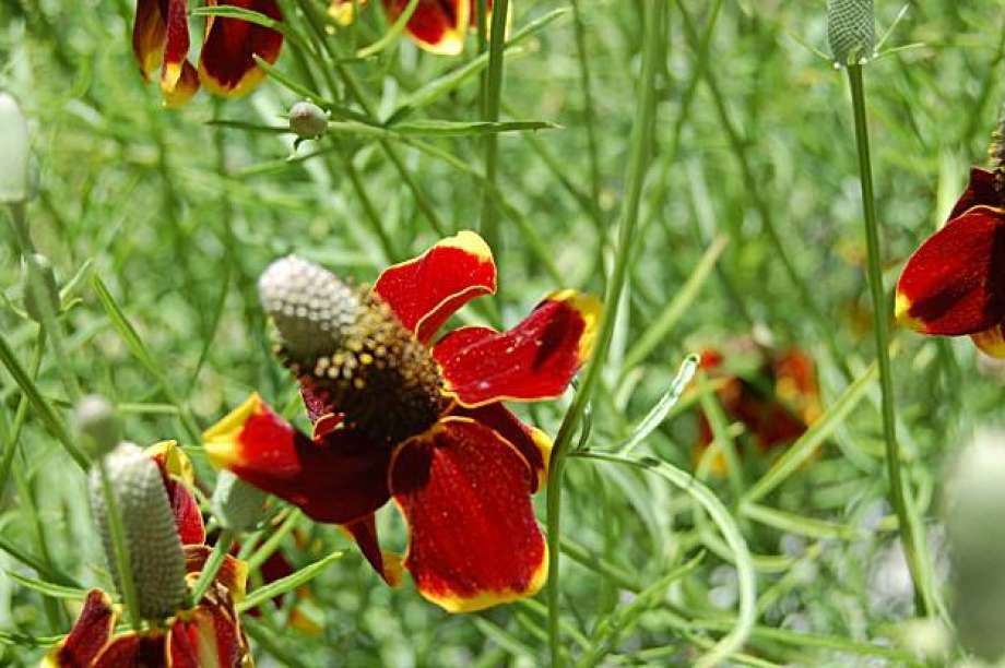 Dwarf Red Coneflower Seeds, Mexican Red Hat, Columnar Upright Prairie, FREE SHIP
