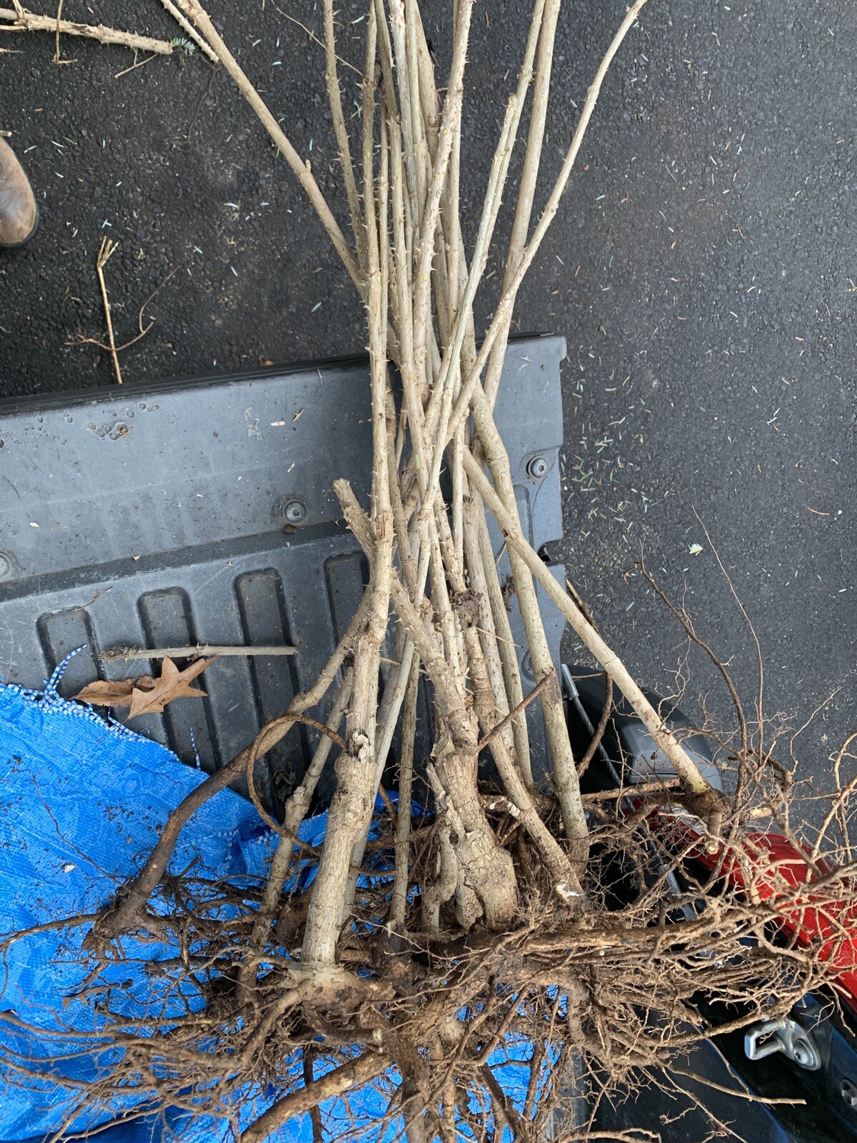 12-24 inches tall Aralia spinosa American Angelica Tree DEVIL’S WALKINGSTICK