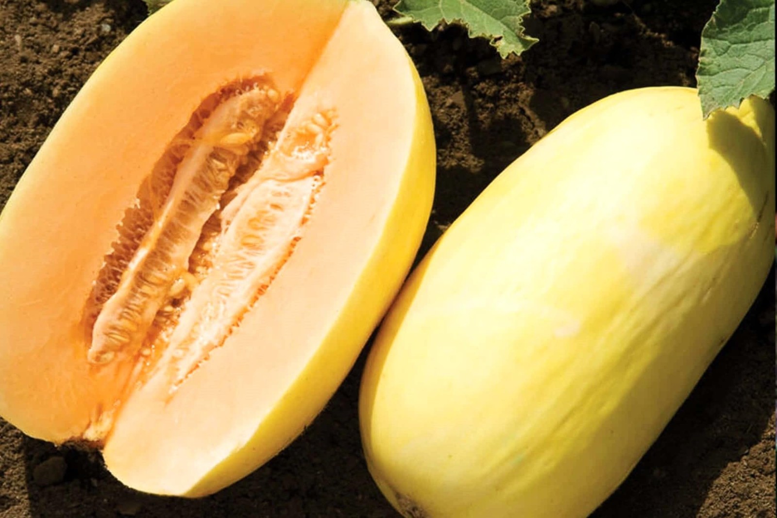 25 Sweet Fresh | NON-GMO | Crenshaw Premium Melon Seeds-B 20