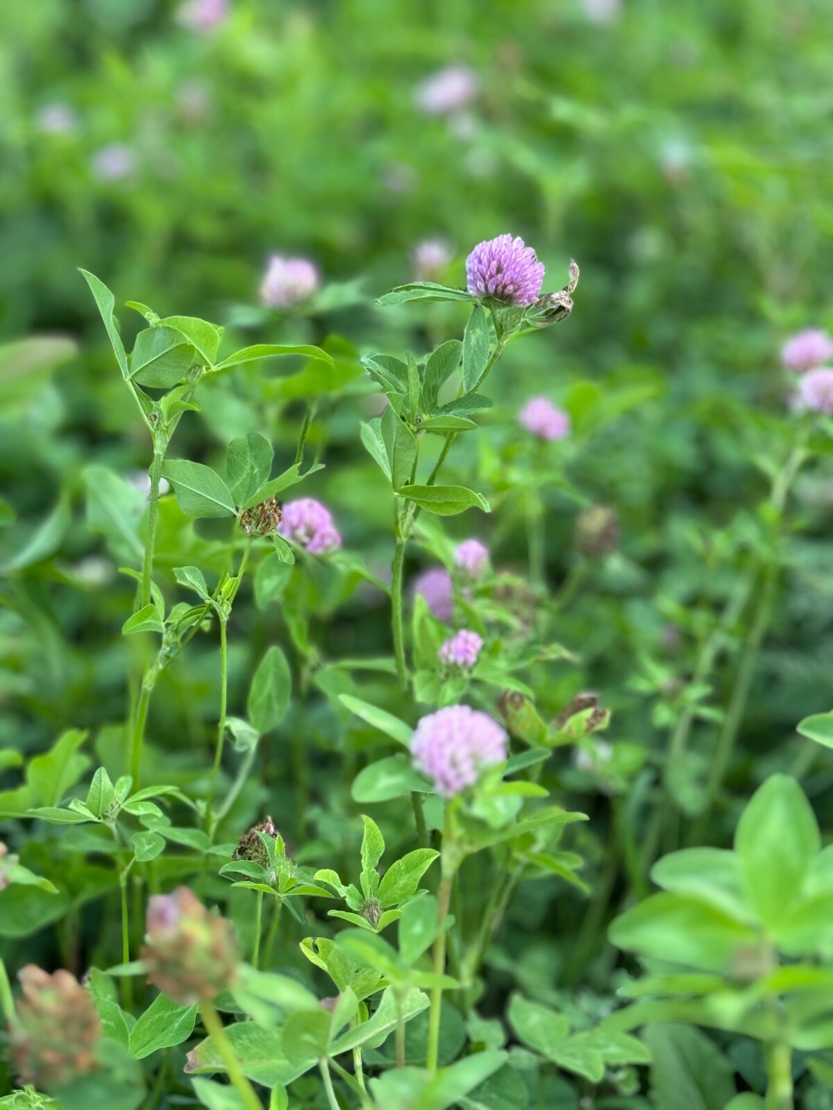 Spot On Food Plots Deer Plot – Alfalfa, Clovers, & Chicory Mix Seed Mix