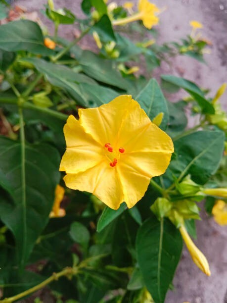 25 YELLOW FOUR O’CLOCK SEEDS | SALE FREE SHIPPING NON GMO HEIRLOOM